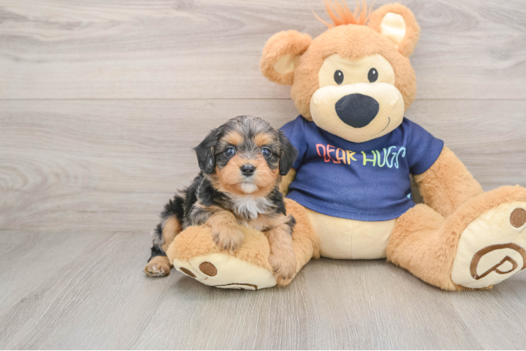 Popular Cavapoo Poodle Mix Pup