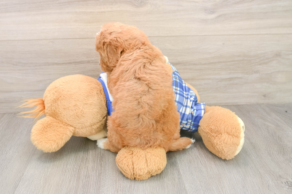 Funny Cavapoo Poodle Mix Pup