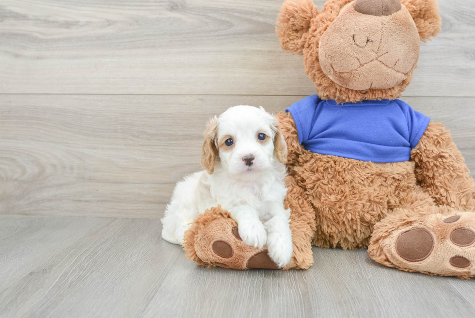 Friendly Cavapoo Baby