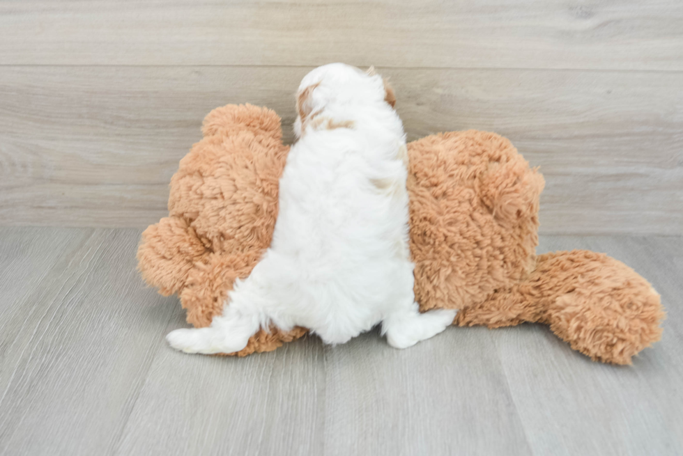 Little Cavipoo Poodle Mix Puppy