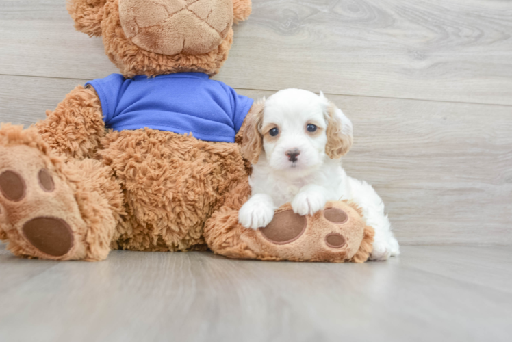 Best Cavapoo Baby