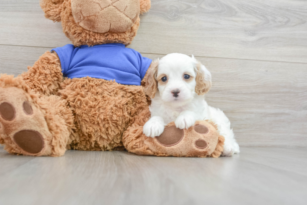 Best Cavapoo Baby