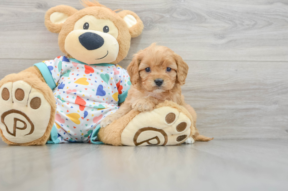 5 week old Cavapoo Puppy For Sale - Seaside Pups