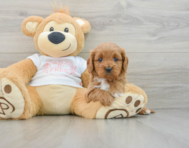 8 week old Cavapoo Puppy For Sale - Seaside Pups