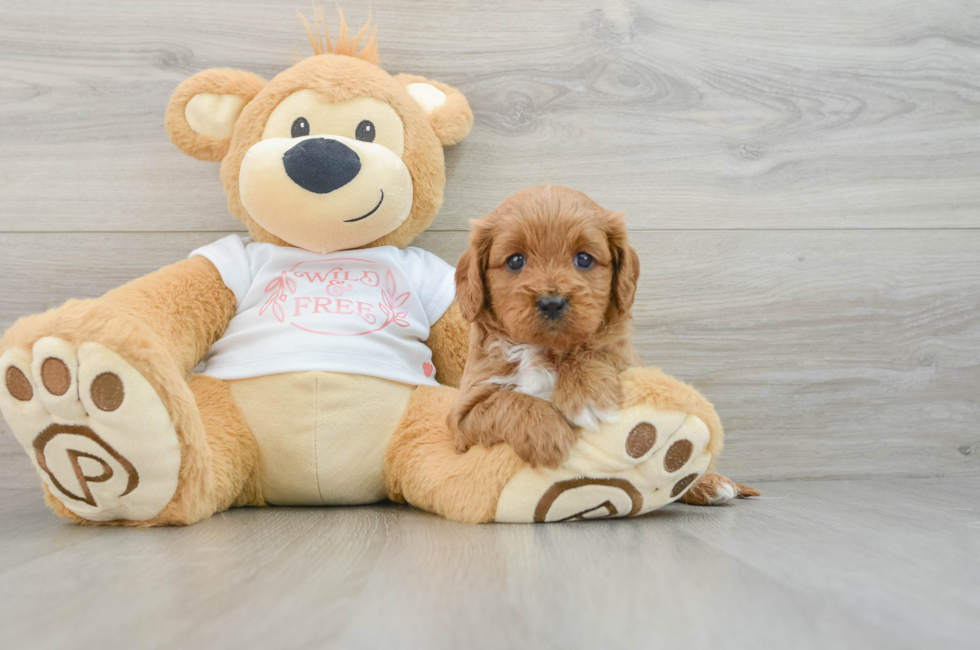 5 week old Cavapoo Puppy For Sale - Seaside Pups