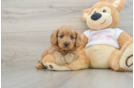 Best Cavapoo Baby