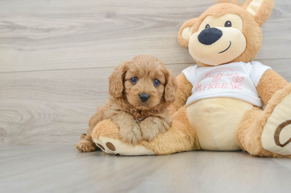 6 week old Cavapoo Puppy For Sale - Seaside Pups