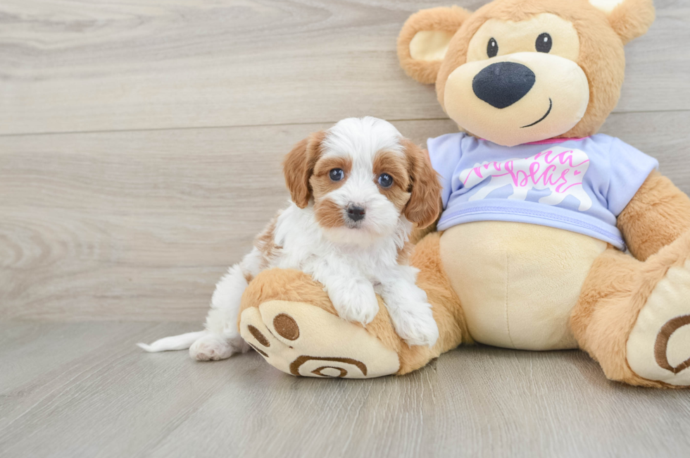 5 week old Cavapoo Puppy For Sale - Seaside Pups
