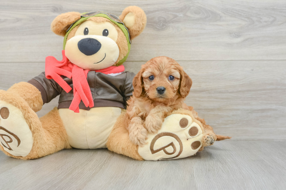 6 week old Cavapoo Puppy For Sale - Seaside Pups