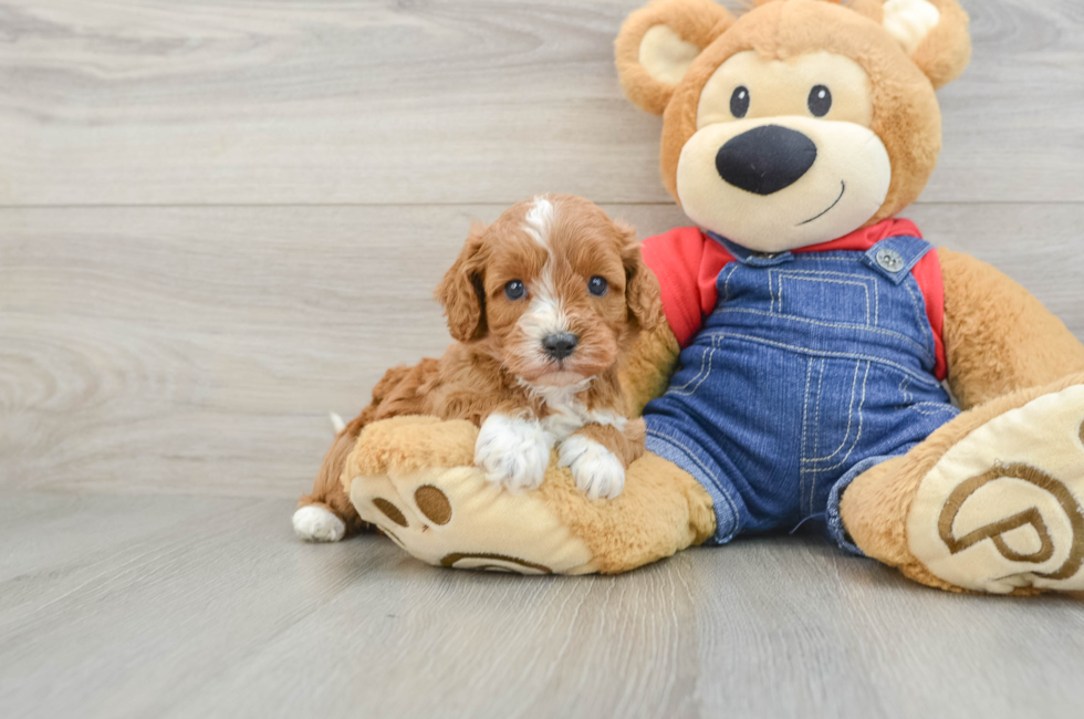 5 week old Cavapoo Puppy For Sale - Seaside Pups