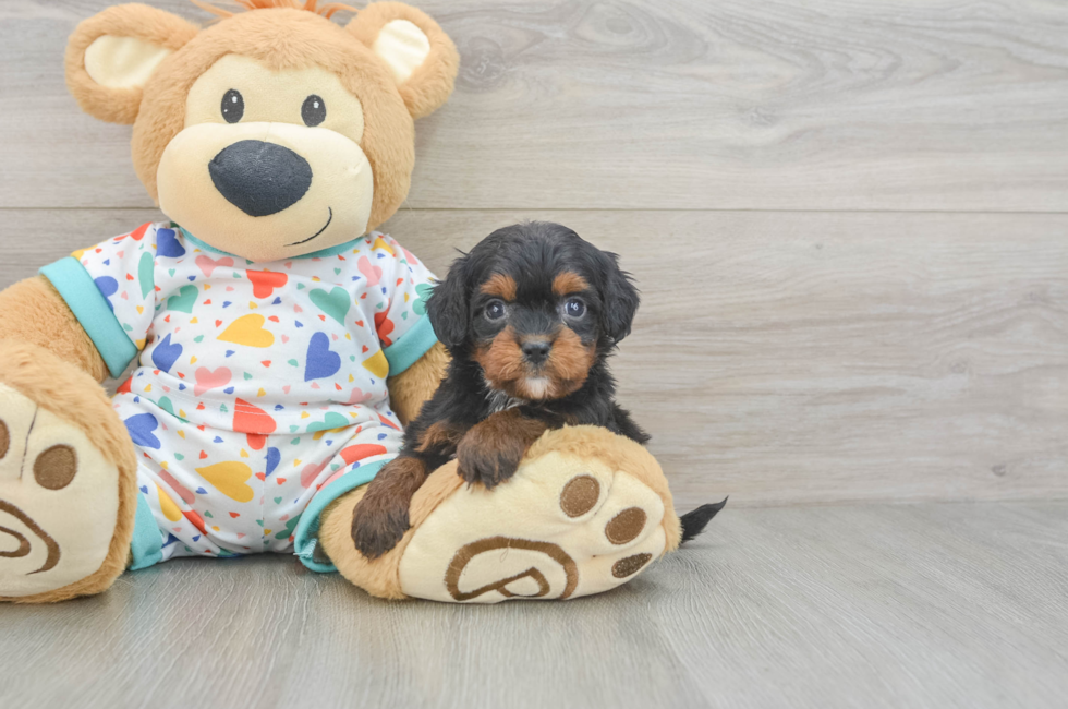 6 week old Cavapoo Puppy For Sale - Seaside Pups