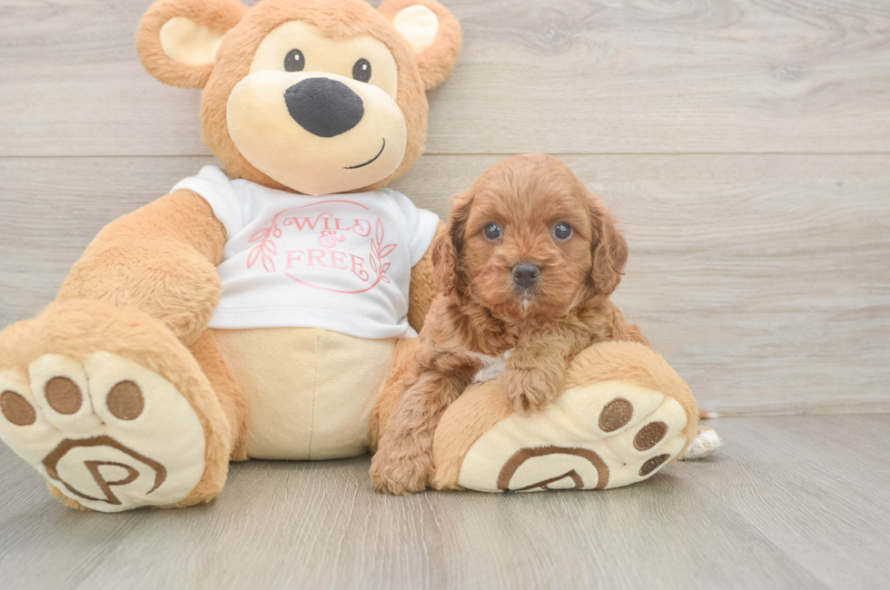 5 week old Cavapoo Puppy For Sale - Seaside Pups