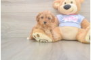 Small Cavapoo Baby