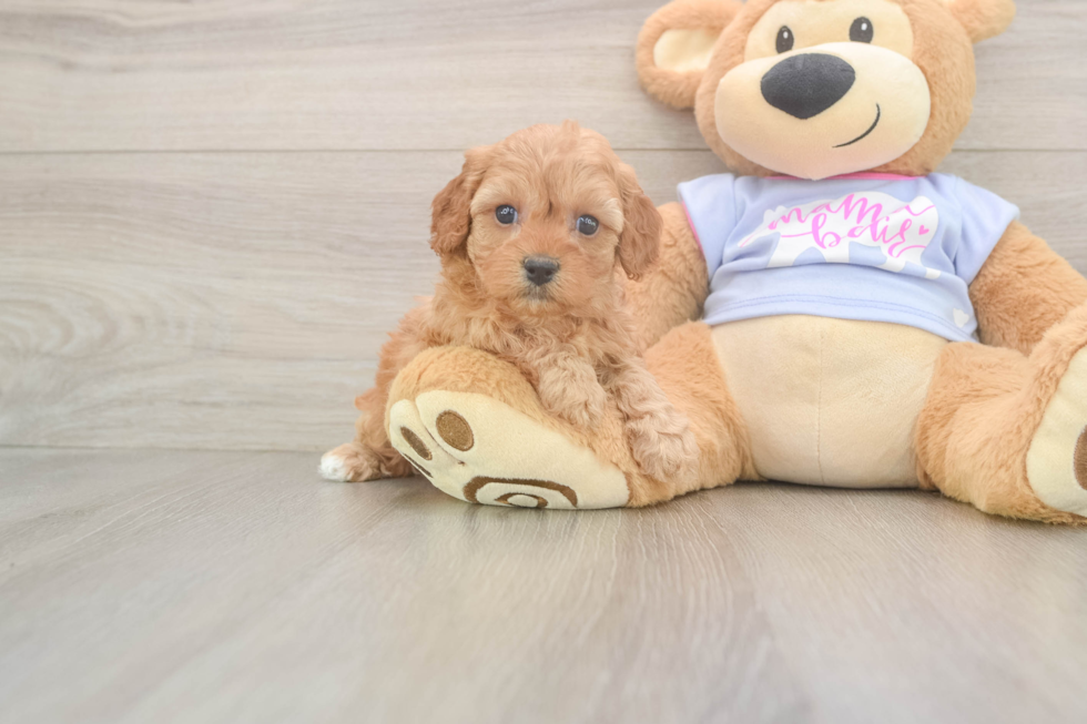 Small Cavapoo Baby
