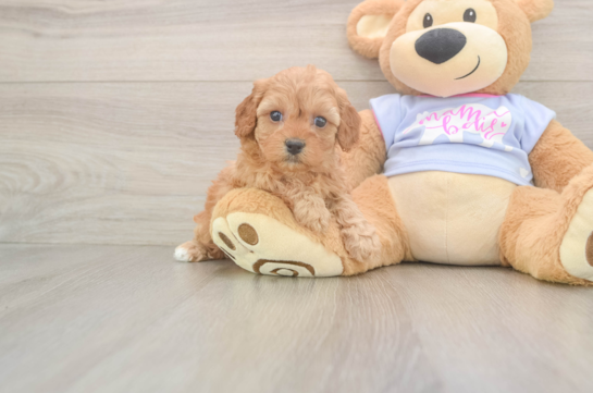 Small Cavapoo Baby