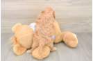Cavapoo Puppy for Adoption