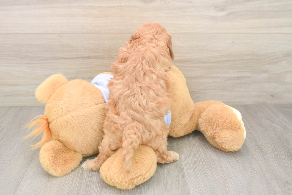 Cavapoo Puppy for Adoption