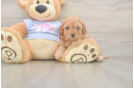 Happy Cavapoo Baby
