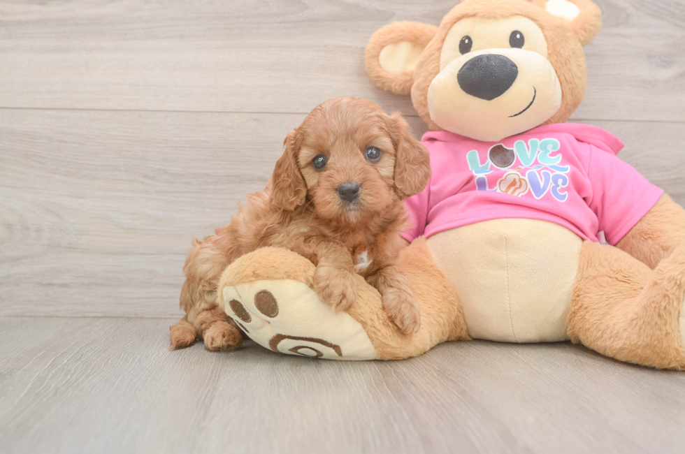 5 week old Cavapoo Puppy For Sale - Seaside Pups