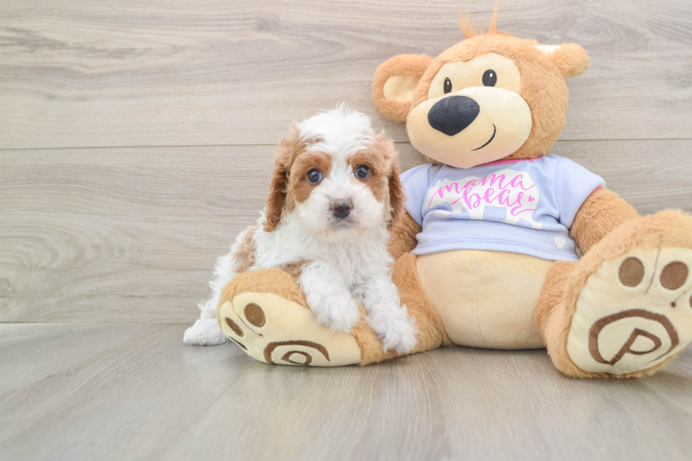 Best Cavapoo Baby