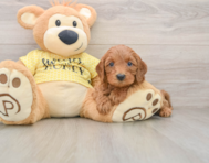 8 week old Cavapoo Puppy For Sale - Seaside Pups