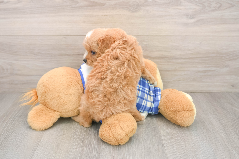 Cavapoo Pup Being Cute
