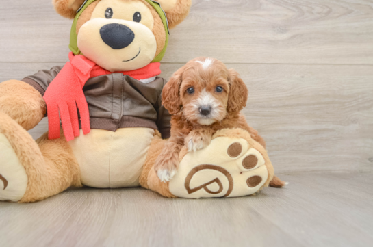 ALERA, a Cavapoo littermate