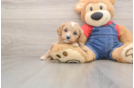 Little Cavipoo Poodle Mix Puppy