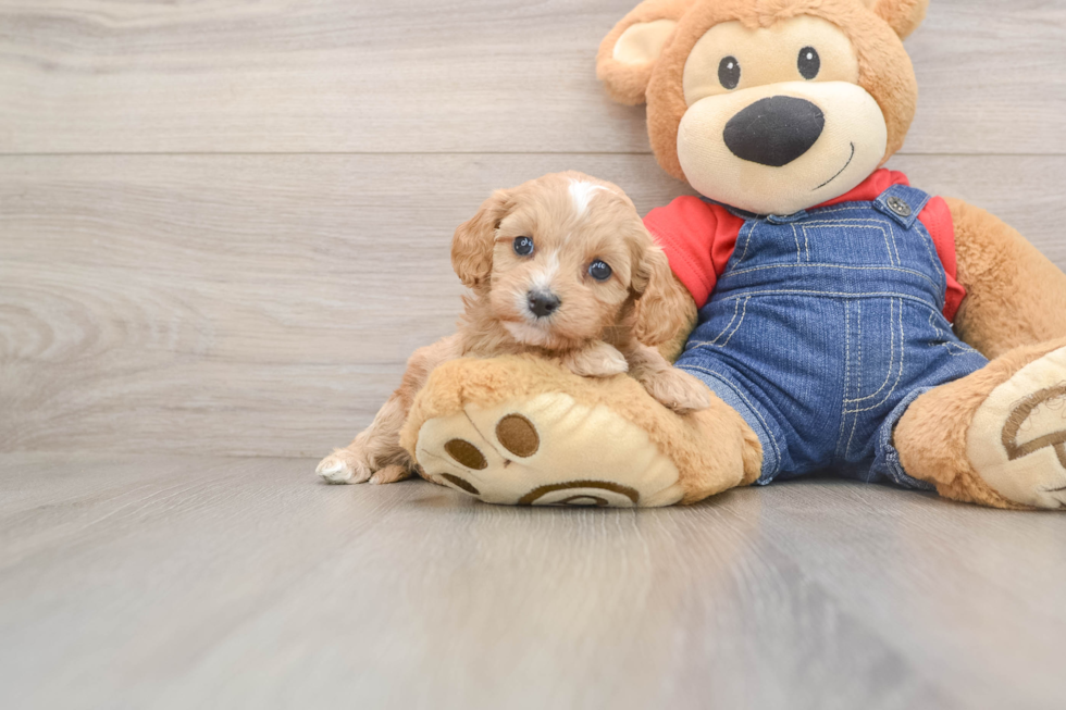 Little Cavipoo Poodle Mix Puppy