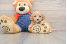 Funny Cavapoo Poodle Mix Pup