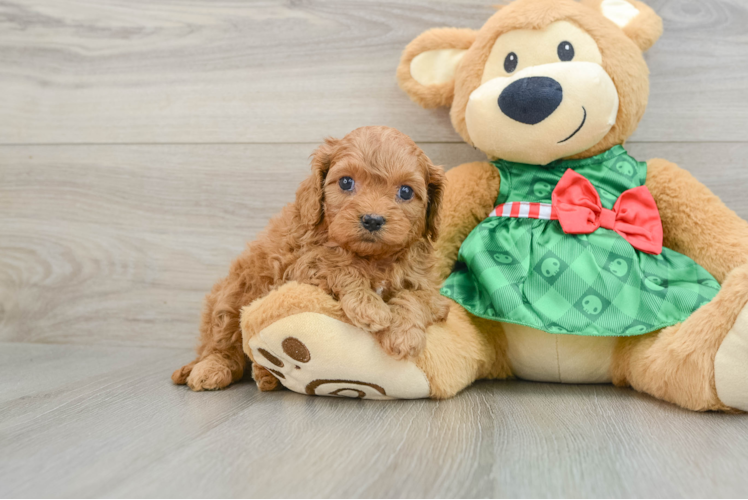 Cavapoo Puppy for Adoption