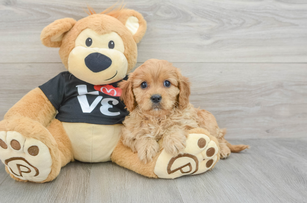 7 week old Cavapoo Puppy For Sale - Seaside Pups