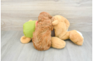 Cavapoo Puppy for Adoption