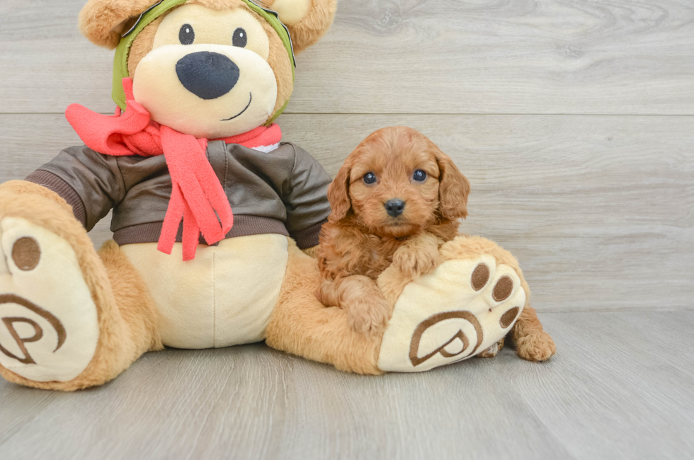 6 week old Cavapoo Puppy For Sale - Seaside Pups