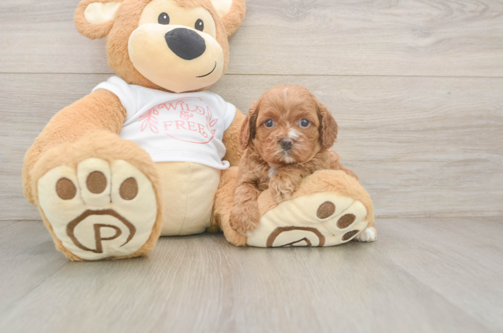 5 week old Cavapoo Puppy For Sale - Seaside Pups