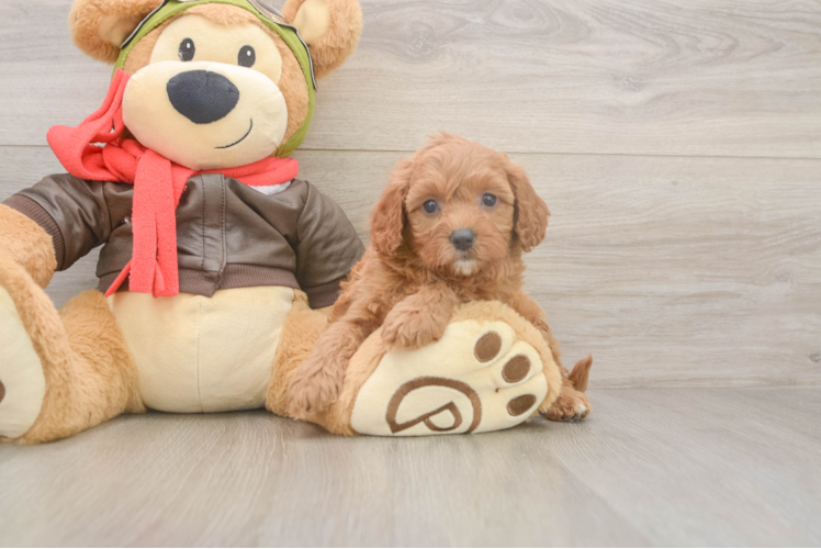 Sweet Cavapoo Baby