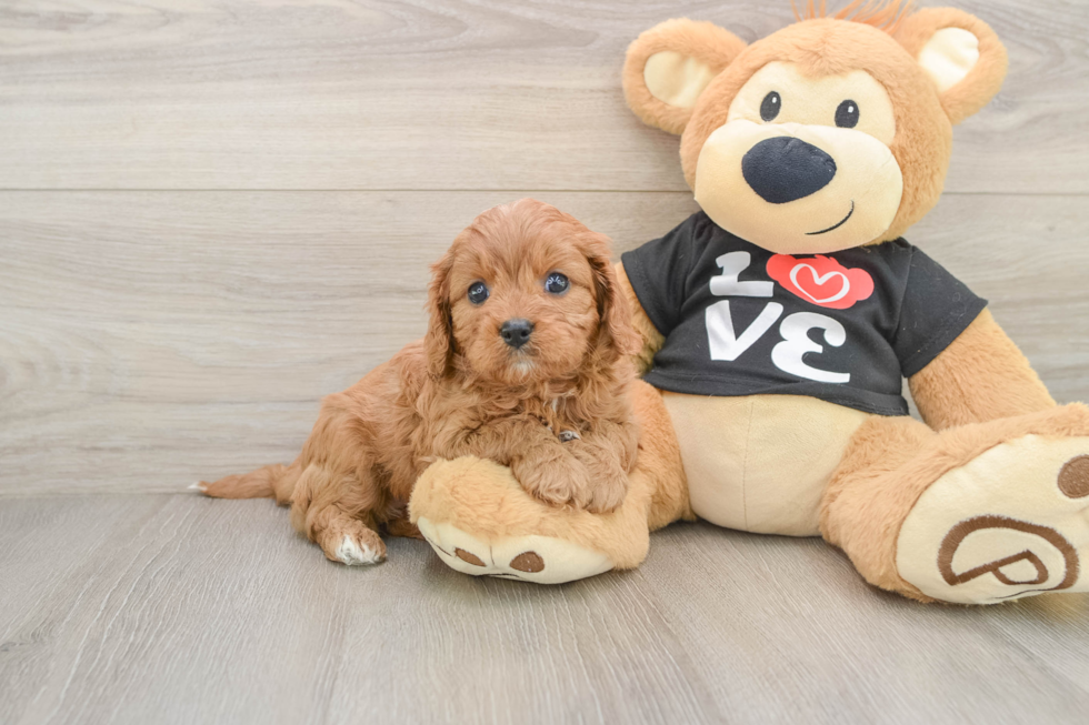 Best Cavapoo Baby