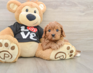 8 week old Cavapoo Puppy For Sale - Seaside Pups