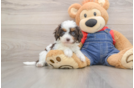Cavapoo Pup Being Cute
