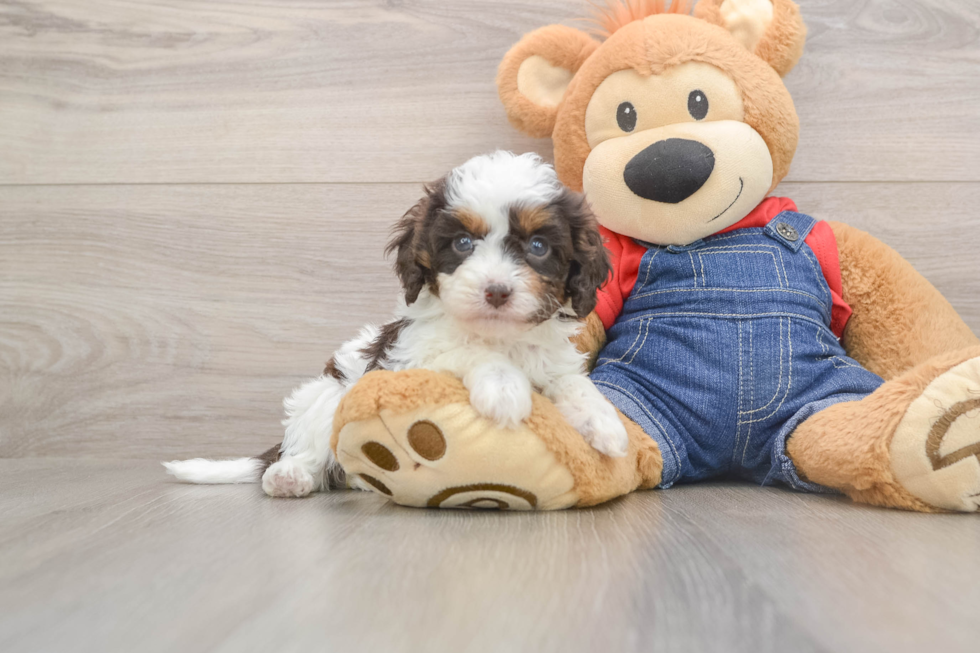 Cavapoo Pup Being Cute