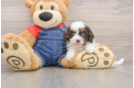 Cavapoo Pup Being Cute