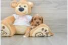 Funny Cavapoo Poodle Mix Pup