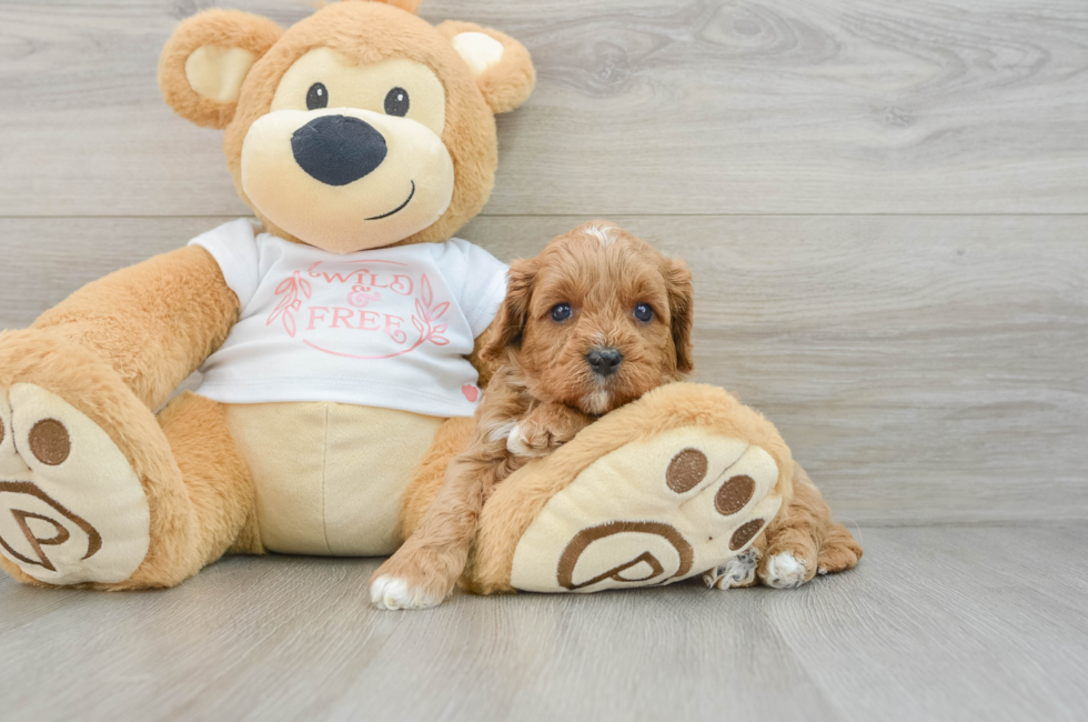 5 week old Cavapoo Puppy For Sale - Seaside Pups