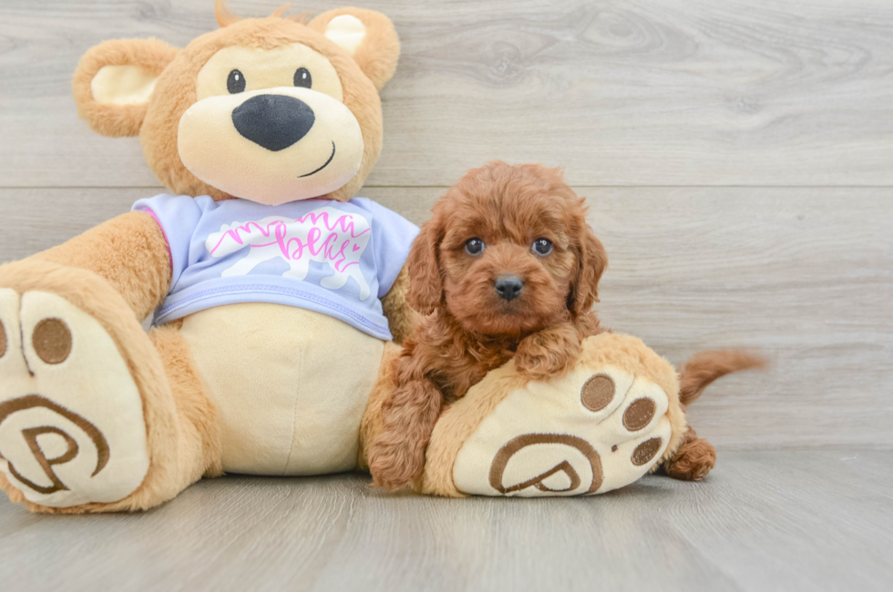 5 week old Cavapoo Puppy For Sale - Seaside Pups