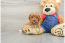 Best Cavapoo Baby