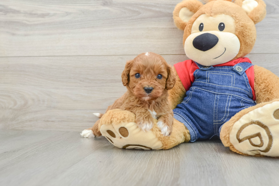 Best Cavapoo Baby