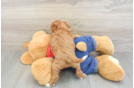 Petite Cavapoo Poodle Mix Pup
