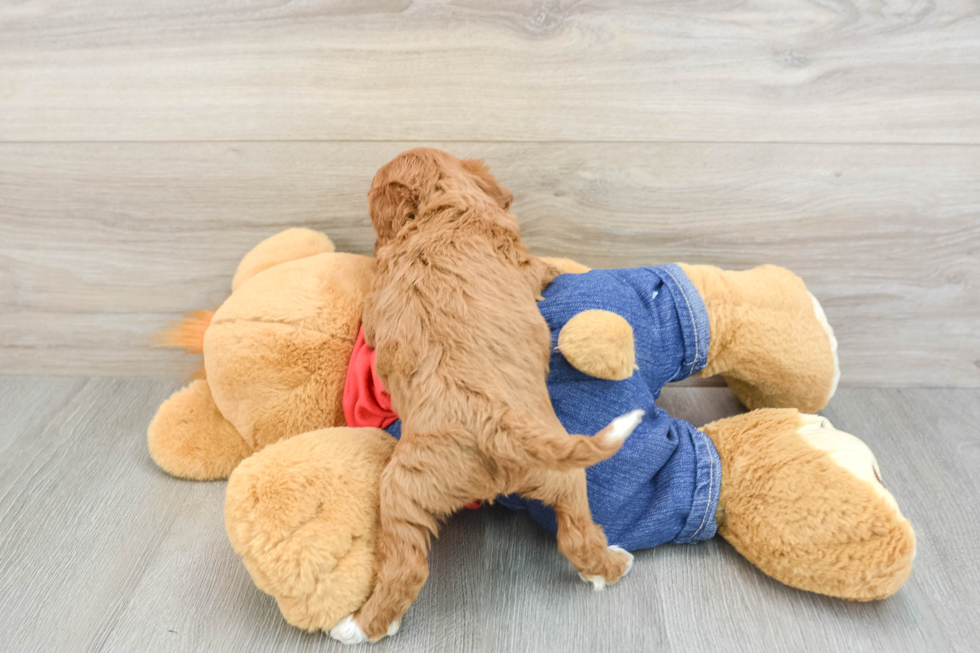 Petite Cavapoo Poodle Mix Pup