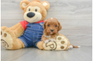 Cavapoo Pup Being Cute