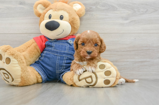 Cavapoo Pup Being Cute